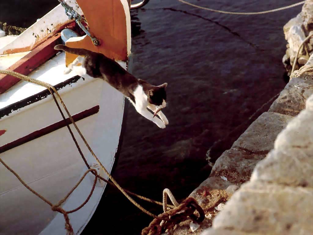 Gatti (161)